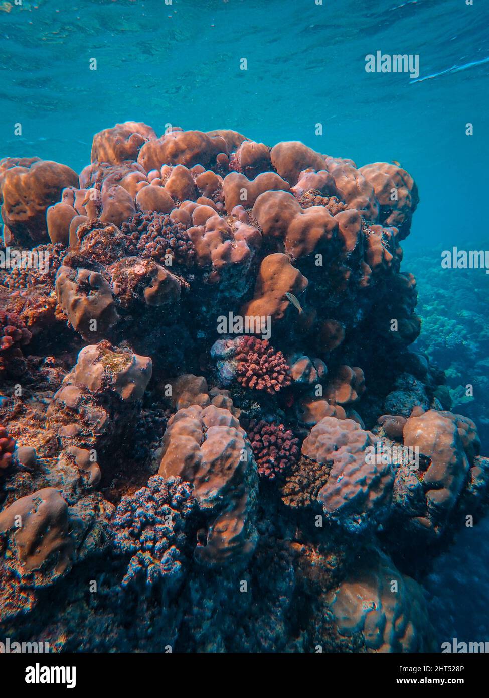 Vertikale Aufnahme von bunten Korallen unter dem Wasser Stockfoto