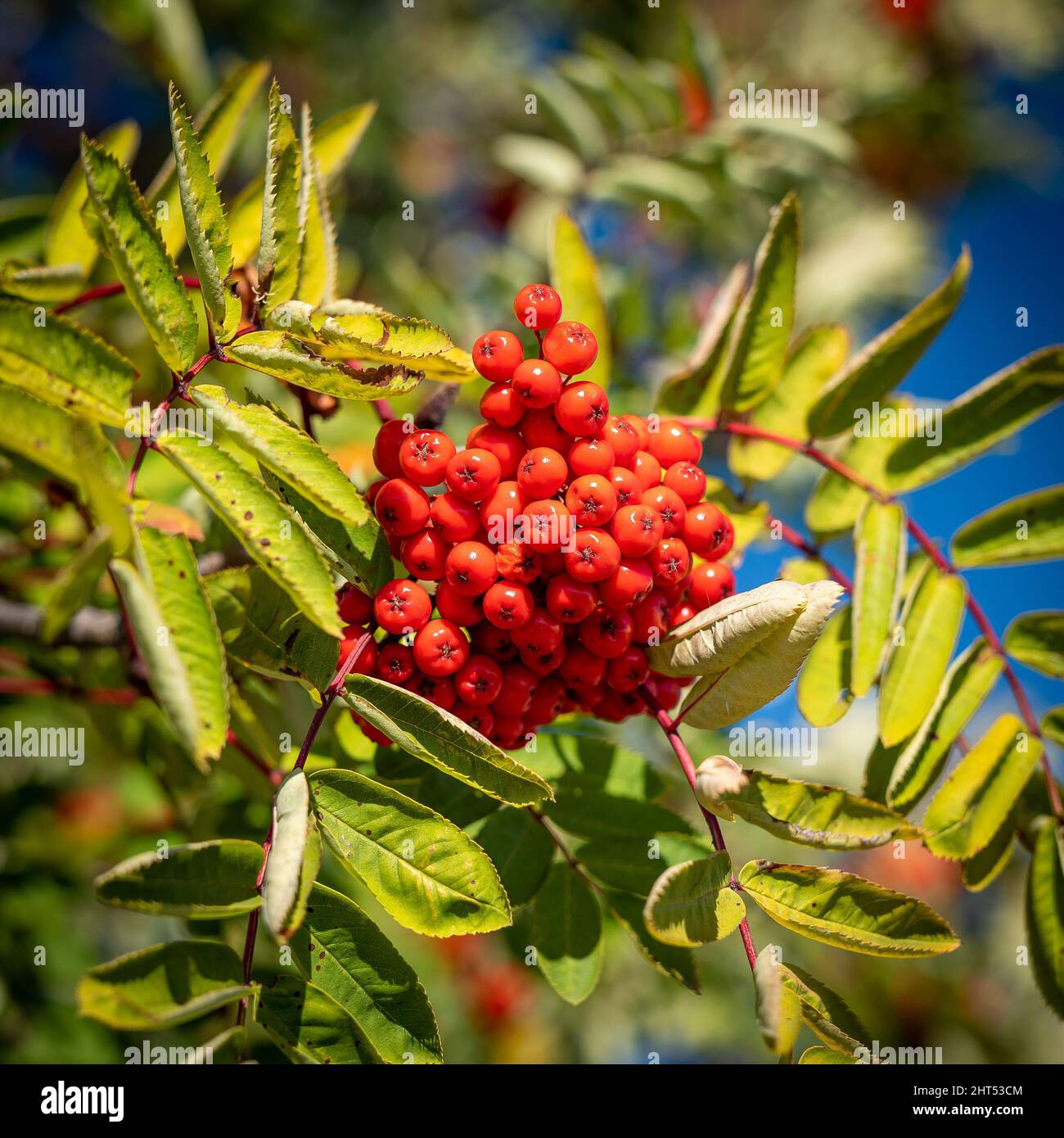 Nahaufnahme von schönen roten orangen Beeren und grünen Blättern von Berg Esche Äste, im Herbst Sonnenlicht mit geringer Tiefenschärfe und weich Stockfoto