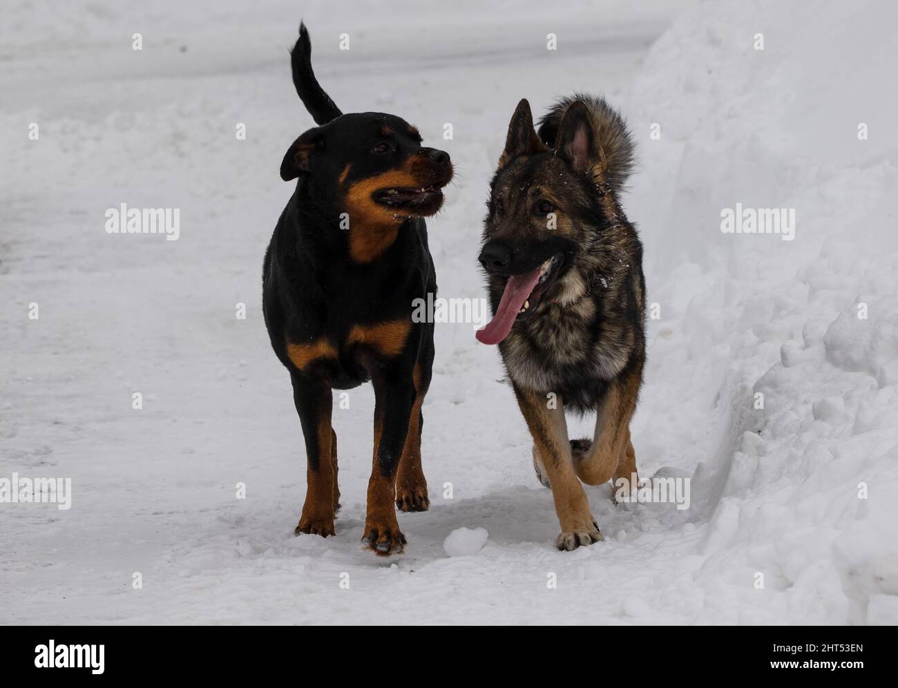 Netter deutscher Schäferhund und Rottweiler im Schnee Stockfoto