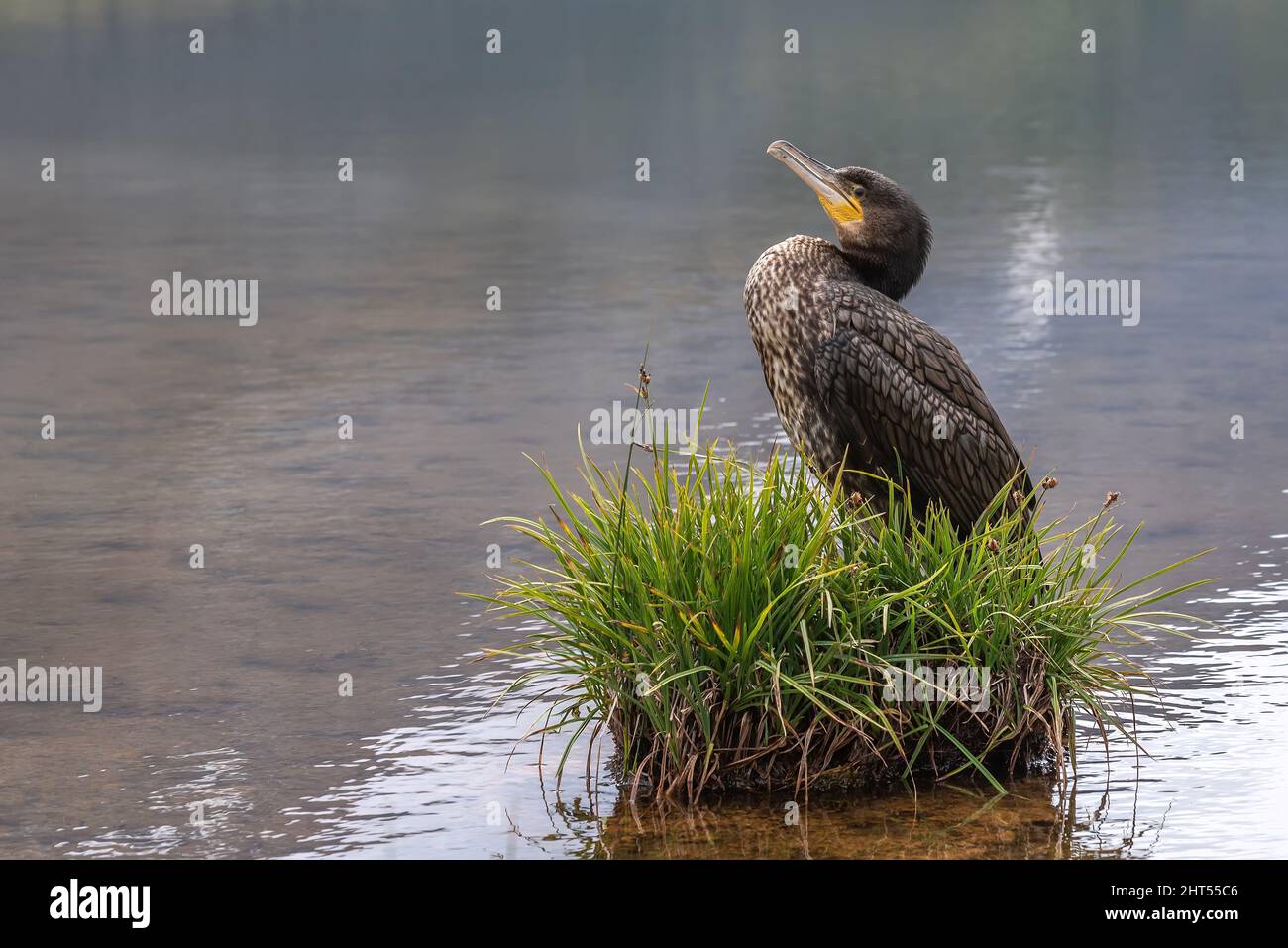 Schöner Vogel mit braunem Gefieder-Großkormoran (Phalacrocorax carbo) aus der Nähe auf einem Stoßsack mit grünem Gras auf einem verschwommenen Hintergrund von Wasser im Stockfoto