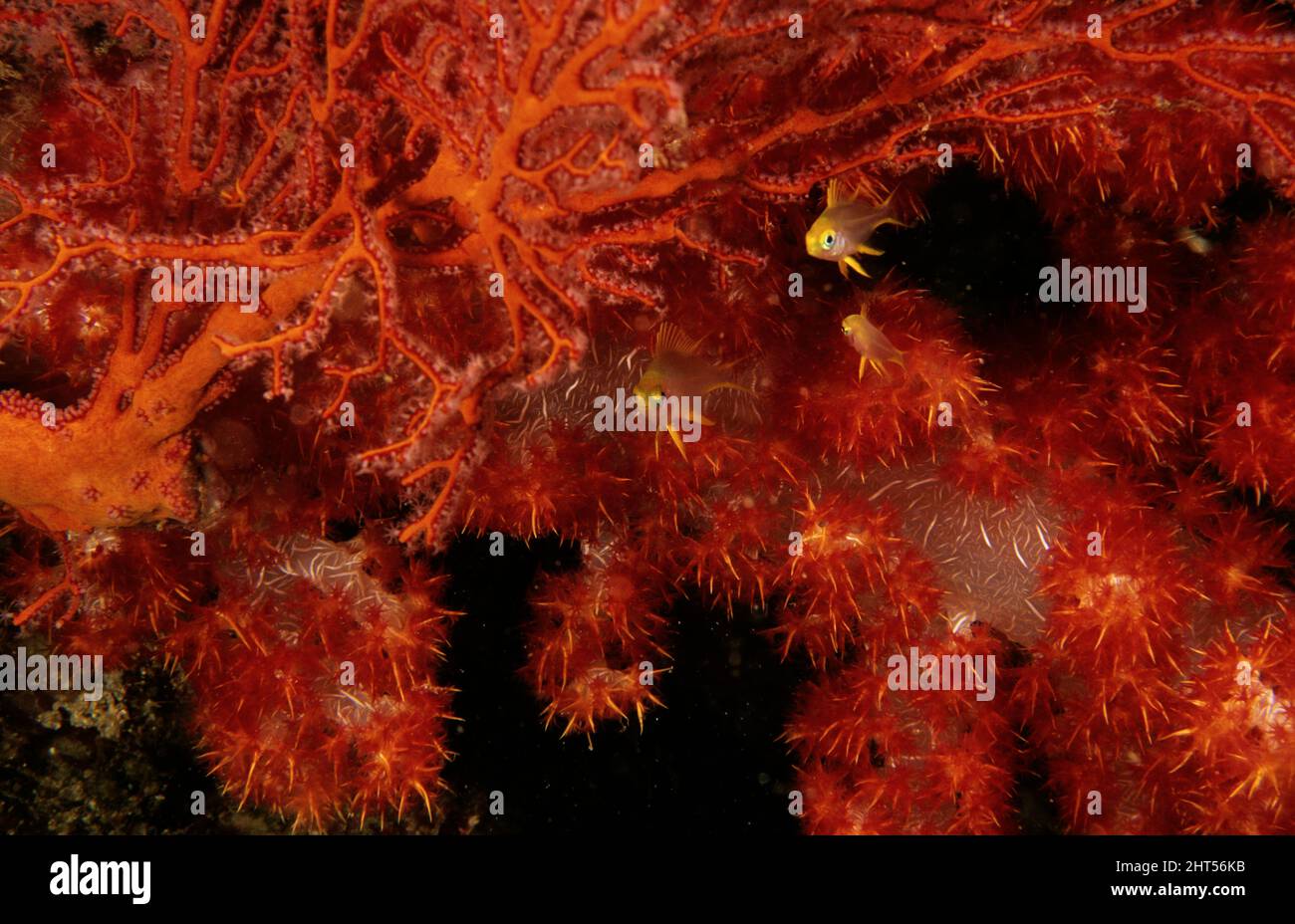 Goldener Damegoist (Amblyglyphidodon sp.), der in der Nähe von Gorgonien und weicher Koralle schwebt. Manado, Indonesien Stockfoto