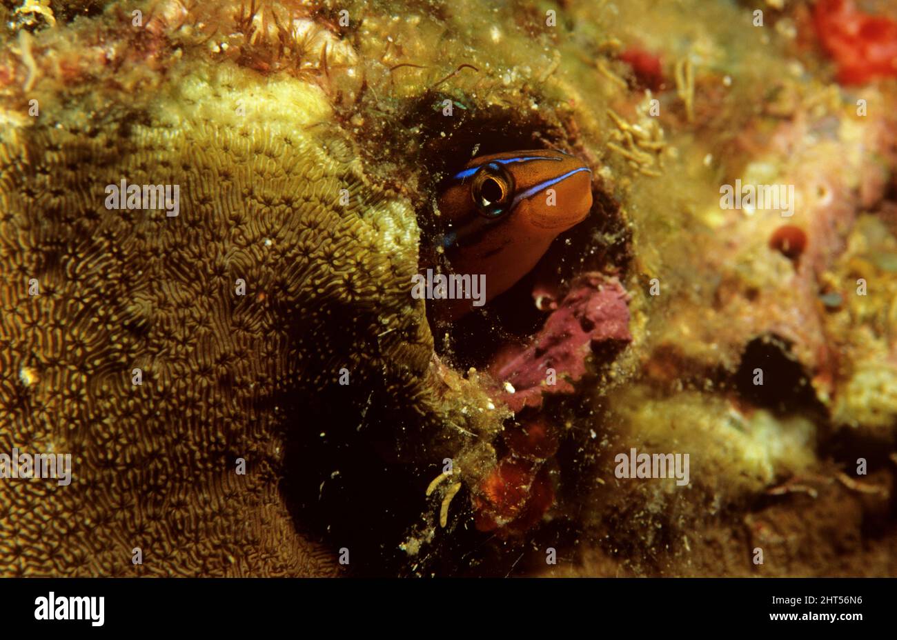 Bluestriped Fangblenny (Plagiotremus rhinorhynchos), Manado, Indonesien Stockfoto