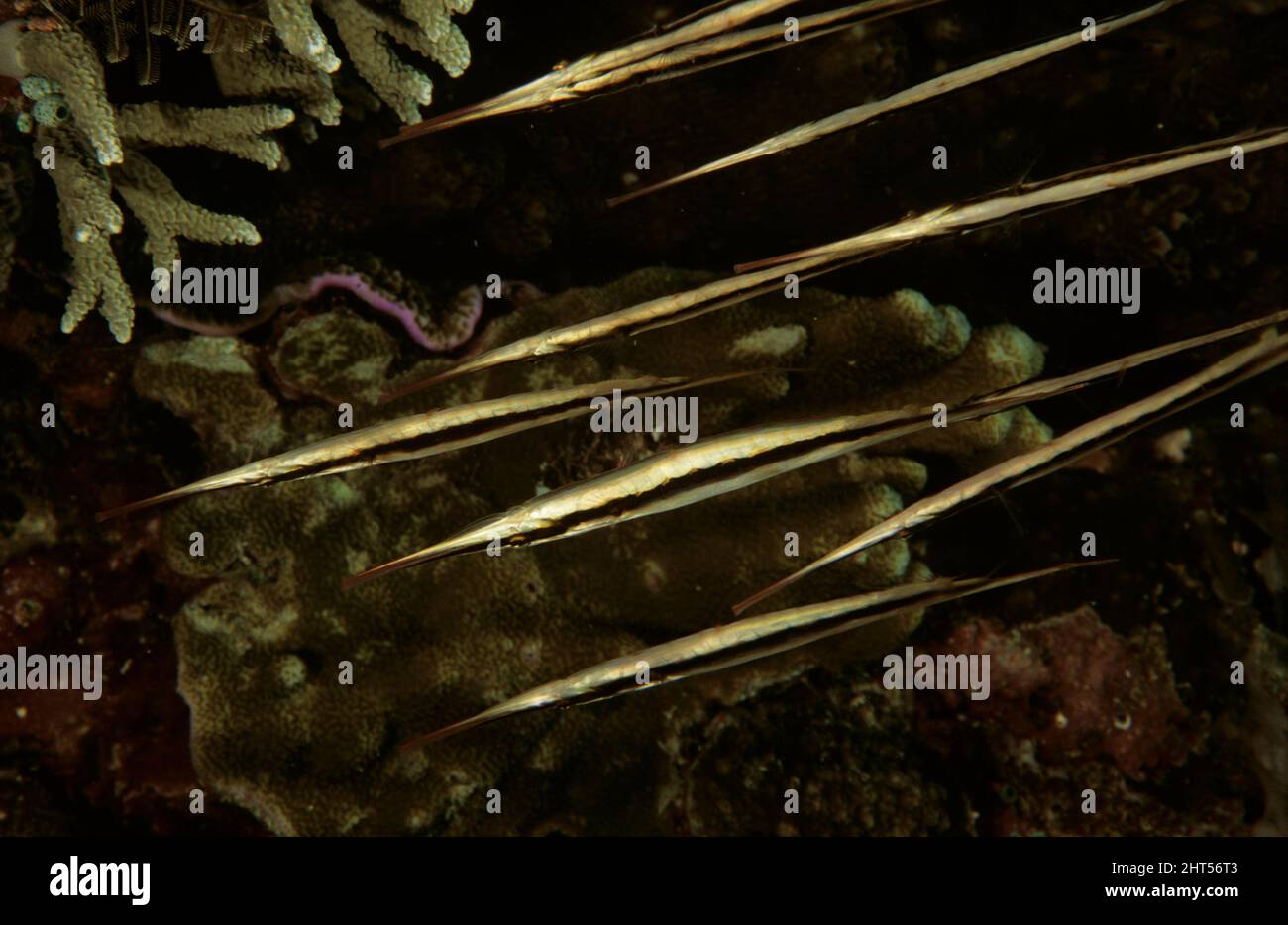 Razorfish (Aeoliscus strigatus), gewöhnlich senkrecht, Nase nach unten, in einer synchronisierten Gruppe schwimmen. Etwa 15 cm lang. Dies ist ein VERTIKALES Bild. Stockfoto