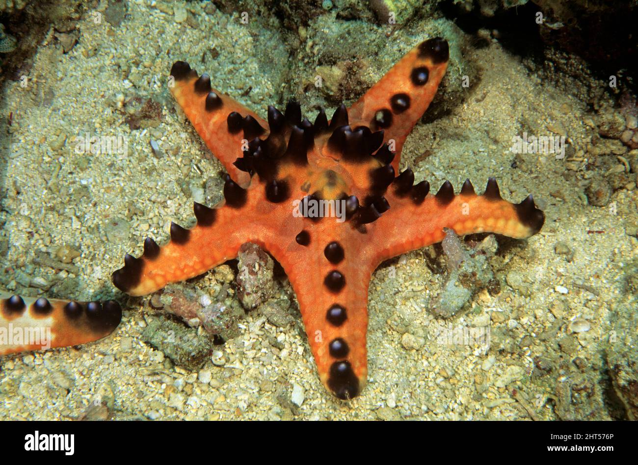 Gehörnter Seestar (Protoreaster nodosus), etwa 25 cm im Durchmesser. Manado, Indonesien Stockfoto