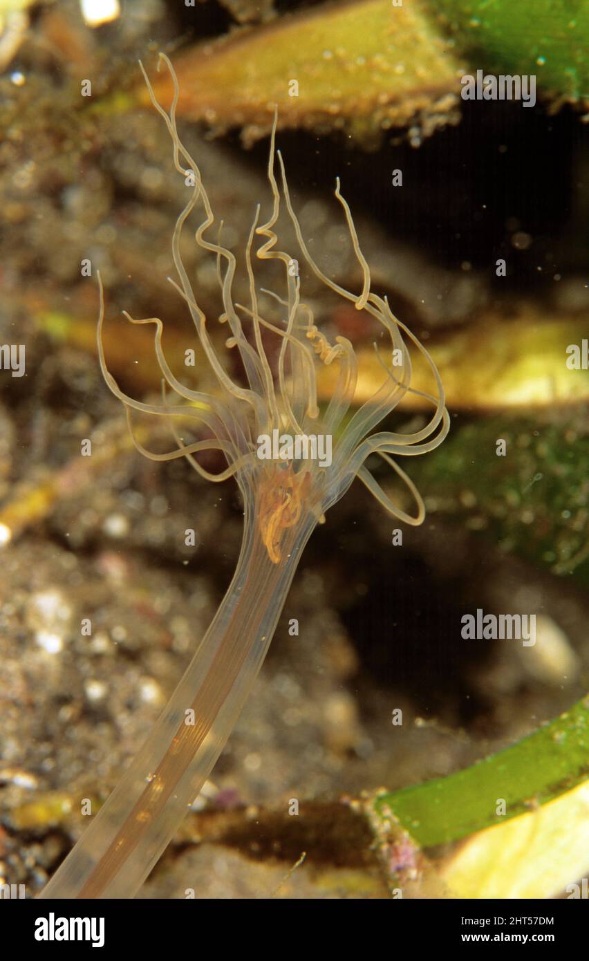 Röhrenförmige Solitary hydroid oder Hydrokoralle (Tubularia sp.), mit inneren Strukturen. Nachtaufnahme. Manado, Indonesien Stockfoto