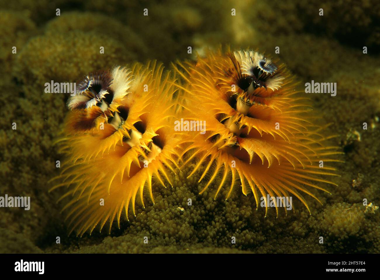 Weihnachtsbaumwürmer (Spirobranchus giganteus), die die federleichten Radiolen zeigen, die in ihnen gefangene Beute direkt zum Mund tragen, oben. Mann Stockfoto