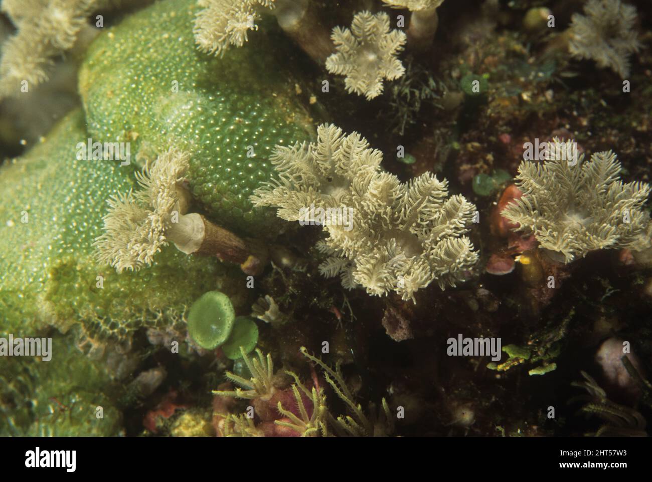 Orgelpfeifenkoralle (Tubipora musica) blumenartige Polypen, Manado, Indonesien Stockfoto