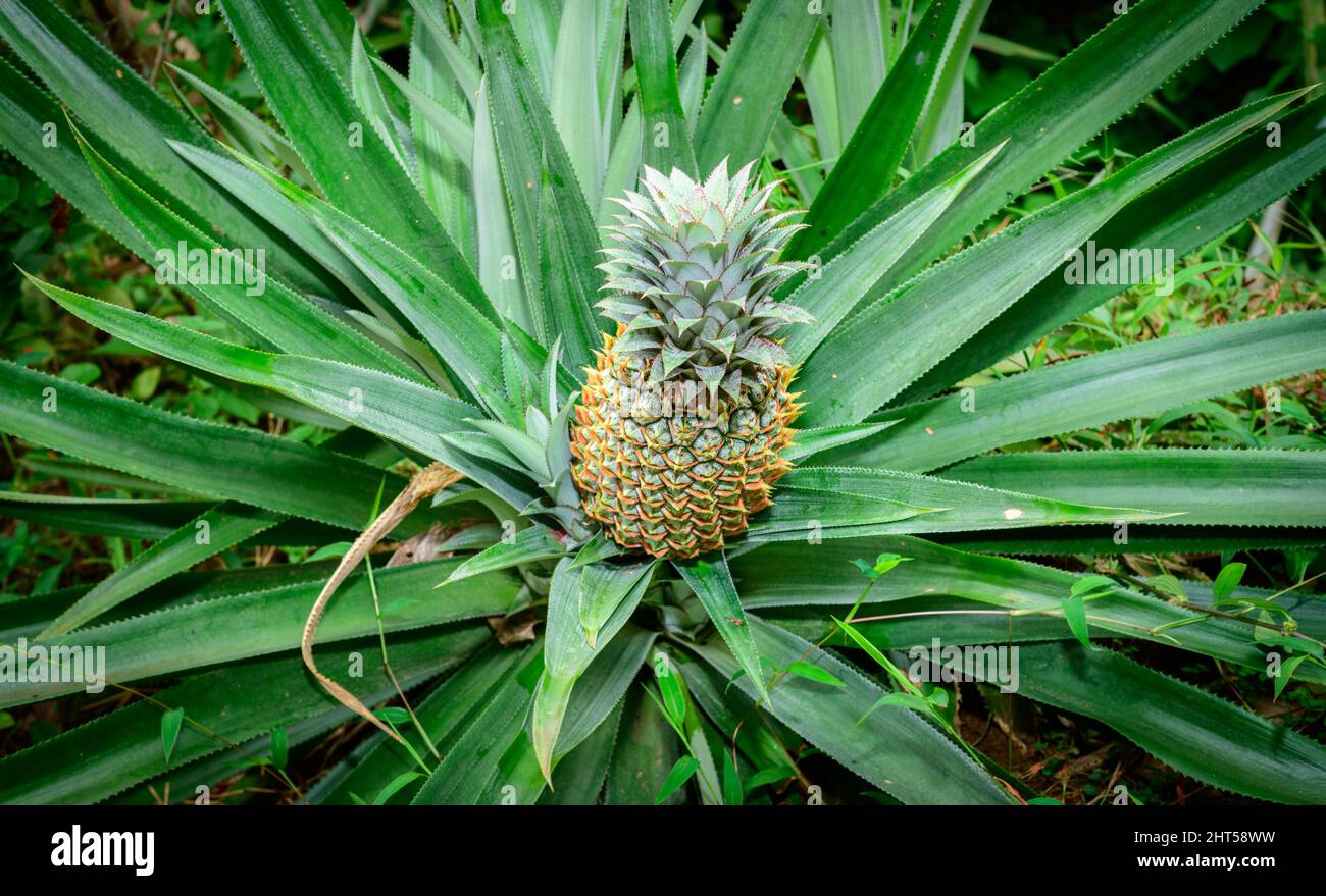 Ananaspflanze aus der Nähe, frische und reife tropische Früchte. Stockfoto