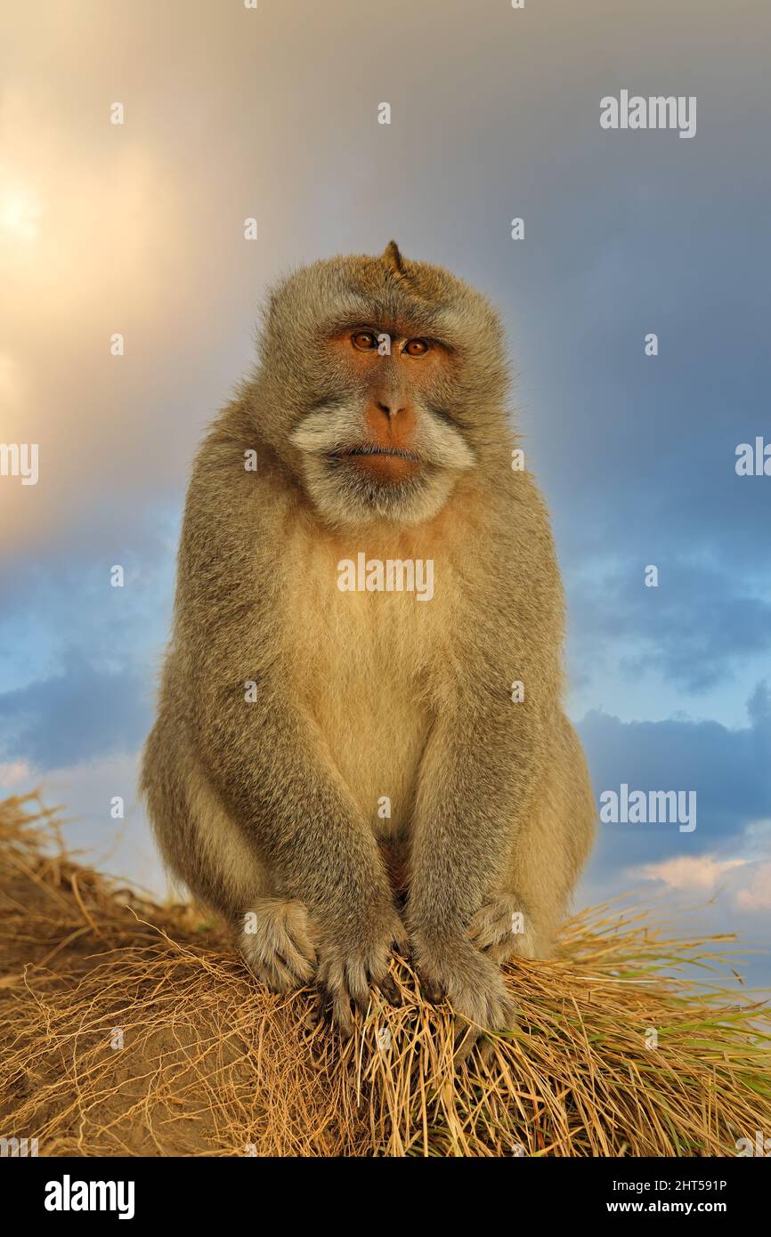 Balinesischer Langschwanz-Affe (Macaca fascicularis) in natürlichem Lebensraum, Ubud, Bali, Indonesien Stockfoto
