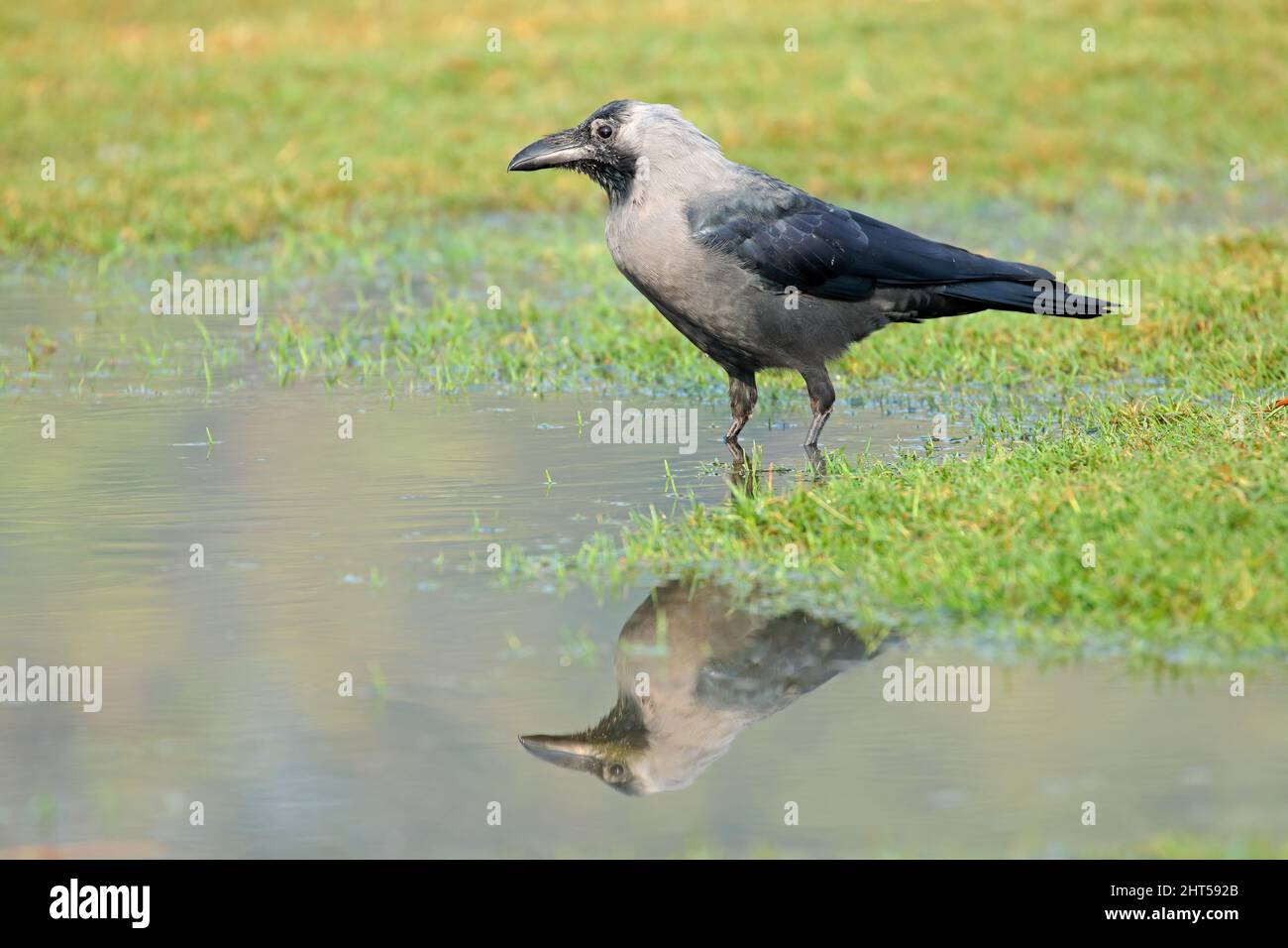 Eine indische Hauskrähe (Corvus splendens), die in einem Wasserbecken steht, Indien Stockfoto