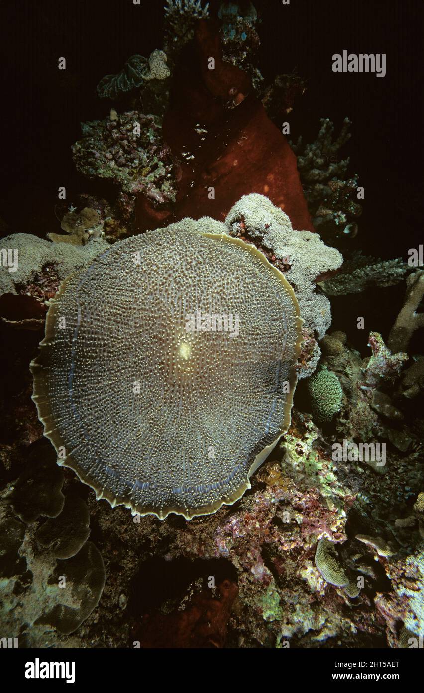 Corallimorph (Metarhodactis boninensis); gefährlich: Hat stechende Zellen im Gesicht, die Blasen, einen schweren Hautausschlag und Muskelschwund verursachen. Bunaken R Stockfoto