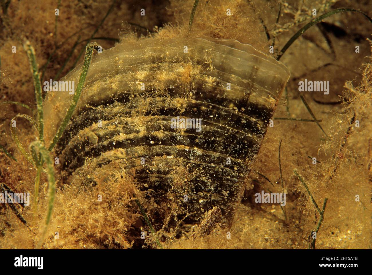 Rasierklinge (Pinna bicolor). Wenn sie klein ist, verankert sie sich an Objekten durch einen dünnen Faden; einmal verankert, bilden sich Sand und Schlamm um sie herum, während sie verti wachsen Stockfoto