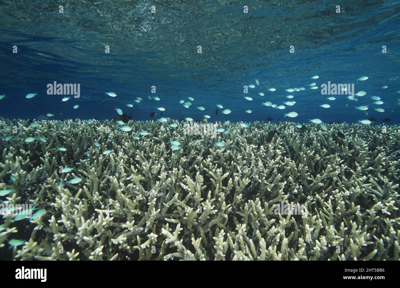 Hartkorallen im seichten Wasser (wo sie sich nach Schäden durch Stürme und Wellenschlag schnell regenerieren) Südpazifik Stockfoto