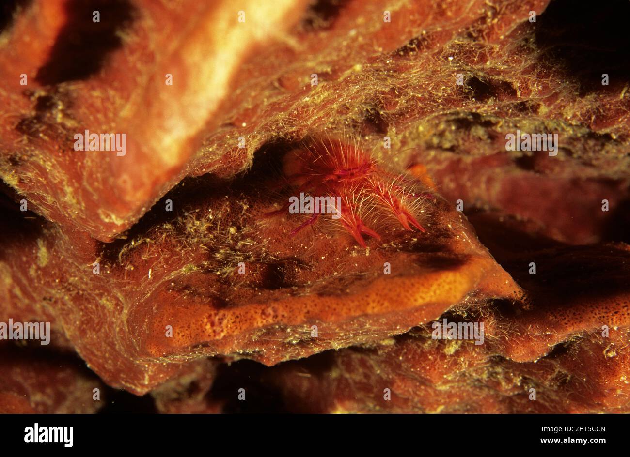 Rosa Squat Hummer (Lauriea siagiani). Diese kleinen Krabben sind nur 1 cm lang und treten in den tiefen Rillen großer Fassschwämme auf. Stockfoto