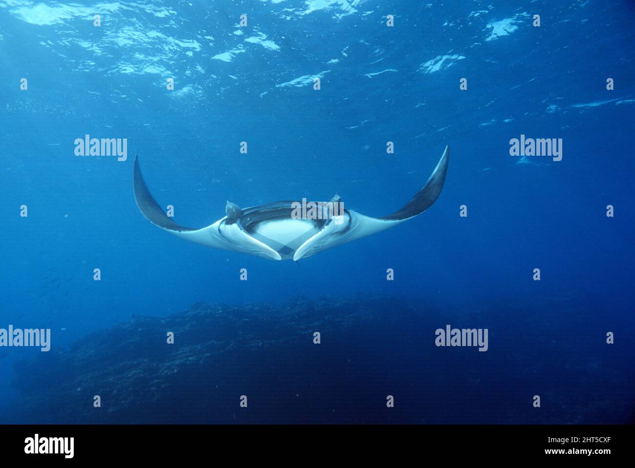 Riesenmanta (Manta birostris), mit Saugerfischen oder Remoras. Pazifischer Ozean, Westküste von Mexiko Stockfoto