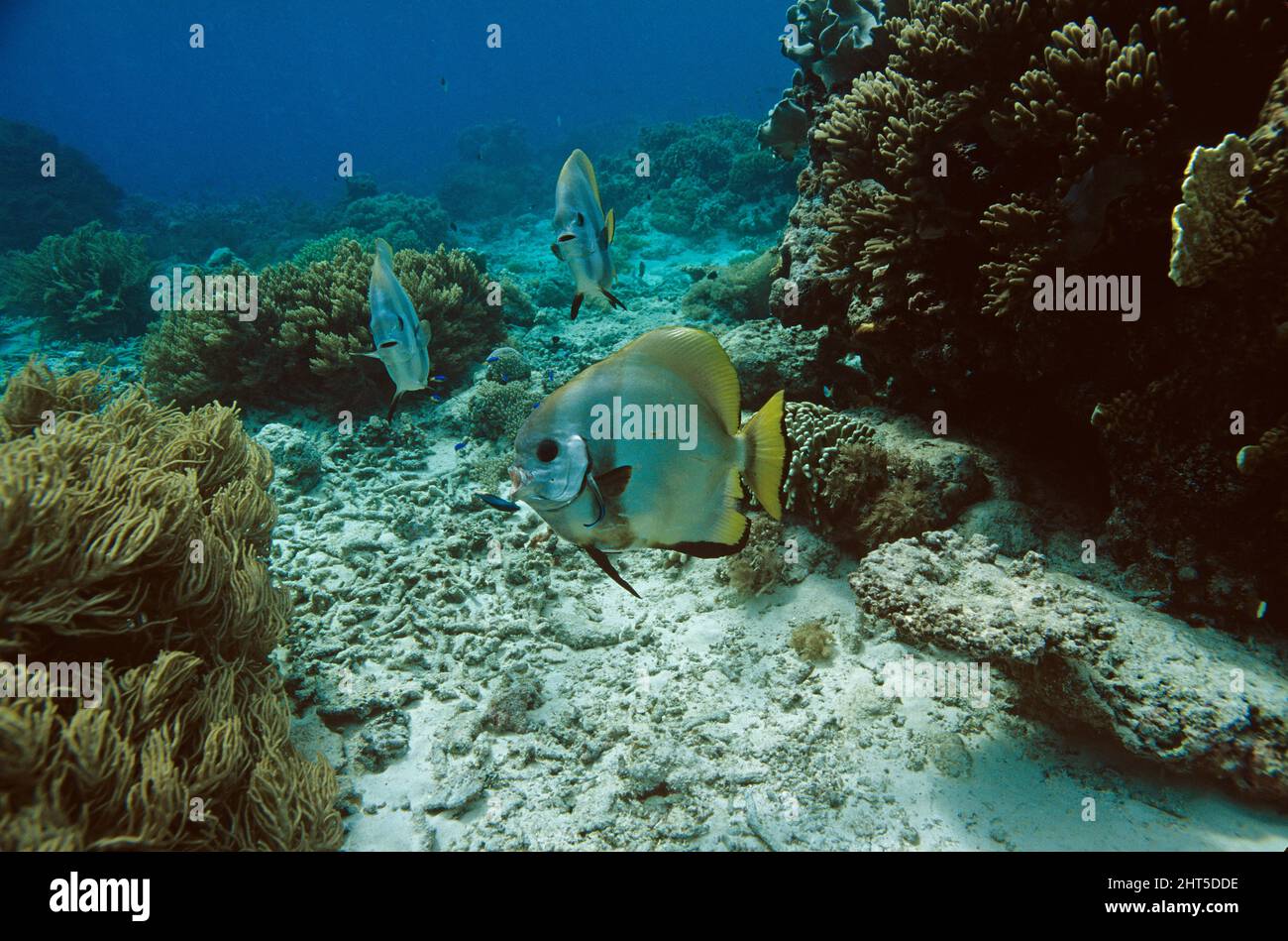 Teira Batfish (Platax teira), Schlange an der Reinigungsstation. Stockfoto