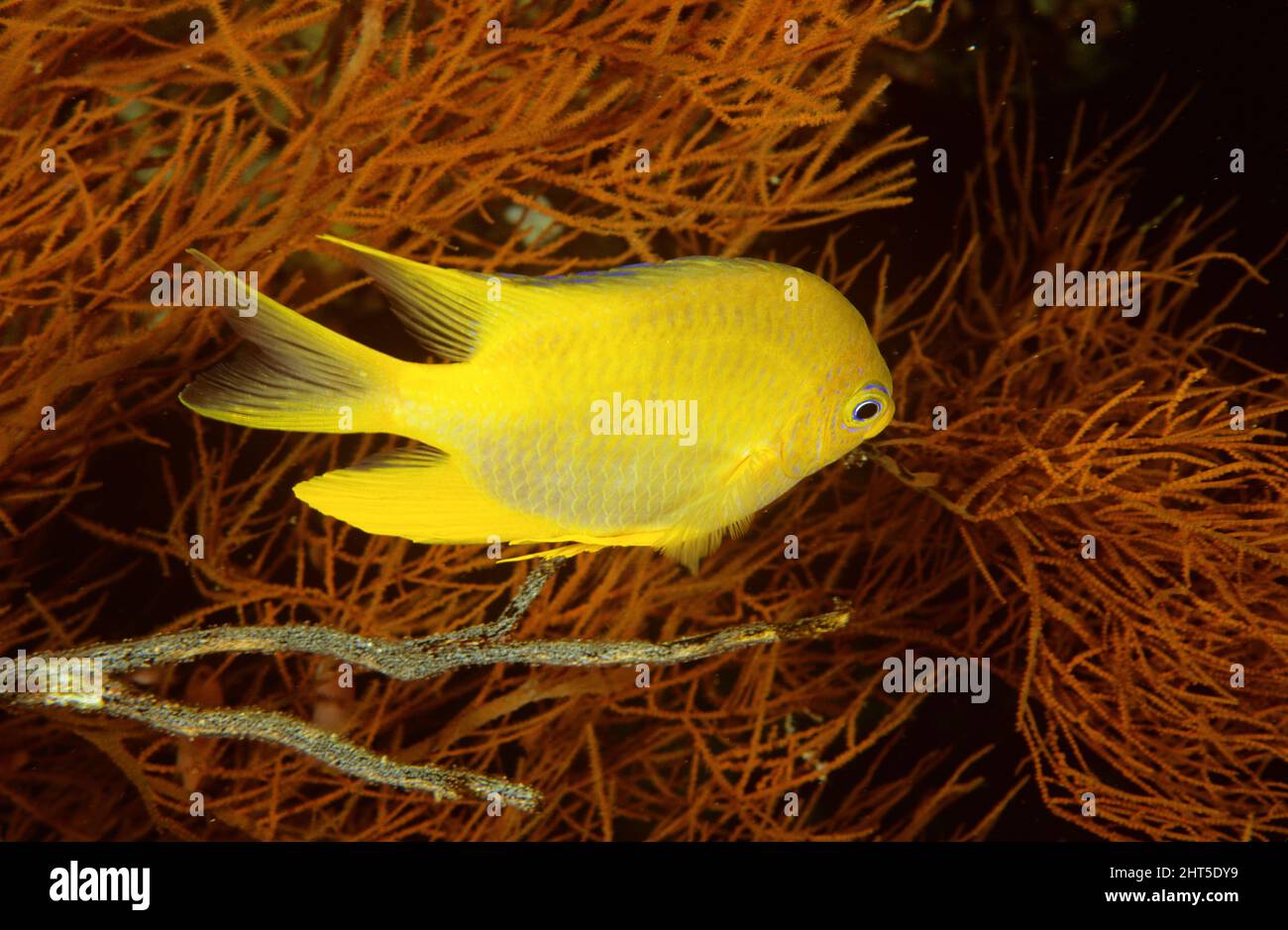 Golddamselfisch (Amblyglyphidodon aureus) Stockfoto