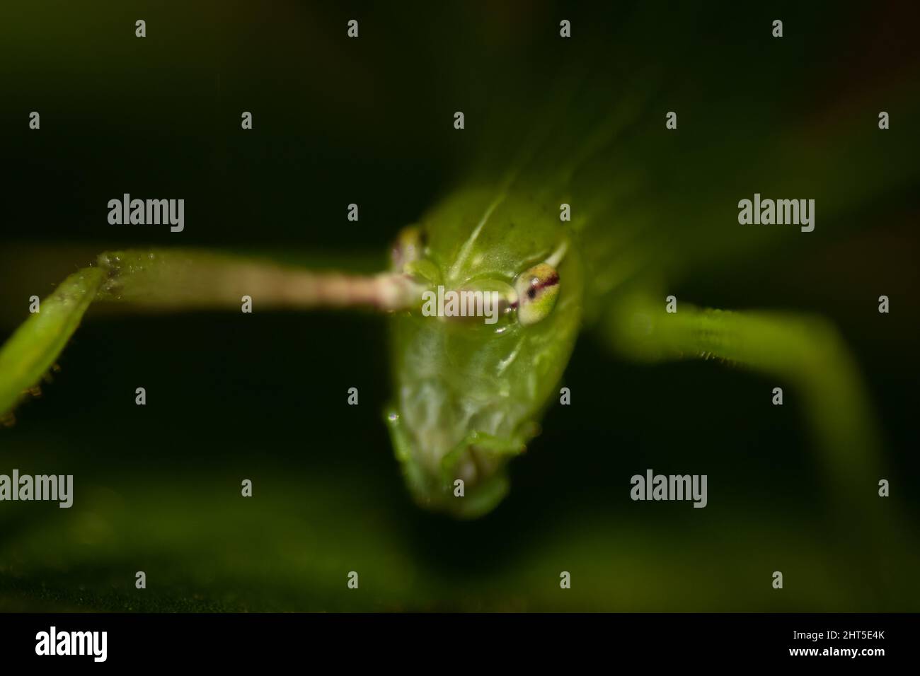 Eine Makroaufnahme mit flachem Fokus von einem Grasshopper, Bush-Grillen auf grünem Blatt Stockfoto