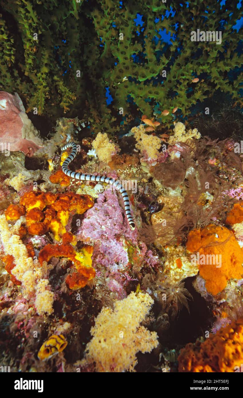 Gelblippige Meereskrait (Laticauda colubrina), unter Wasser über dem Korallenriff schwimmen. Stockfoto