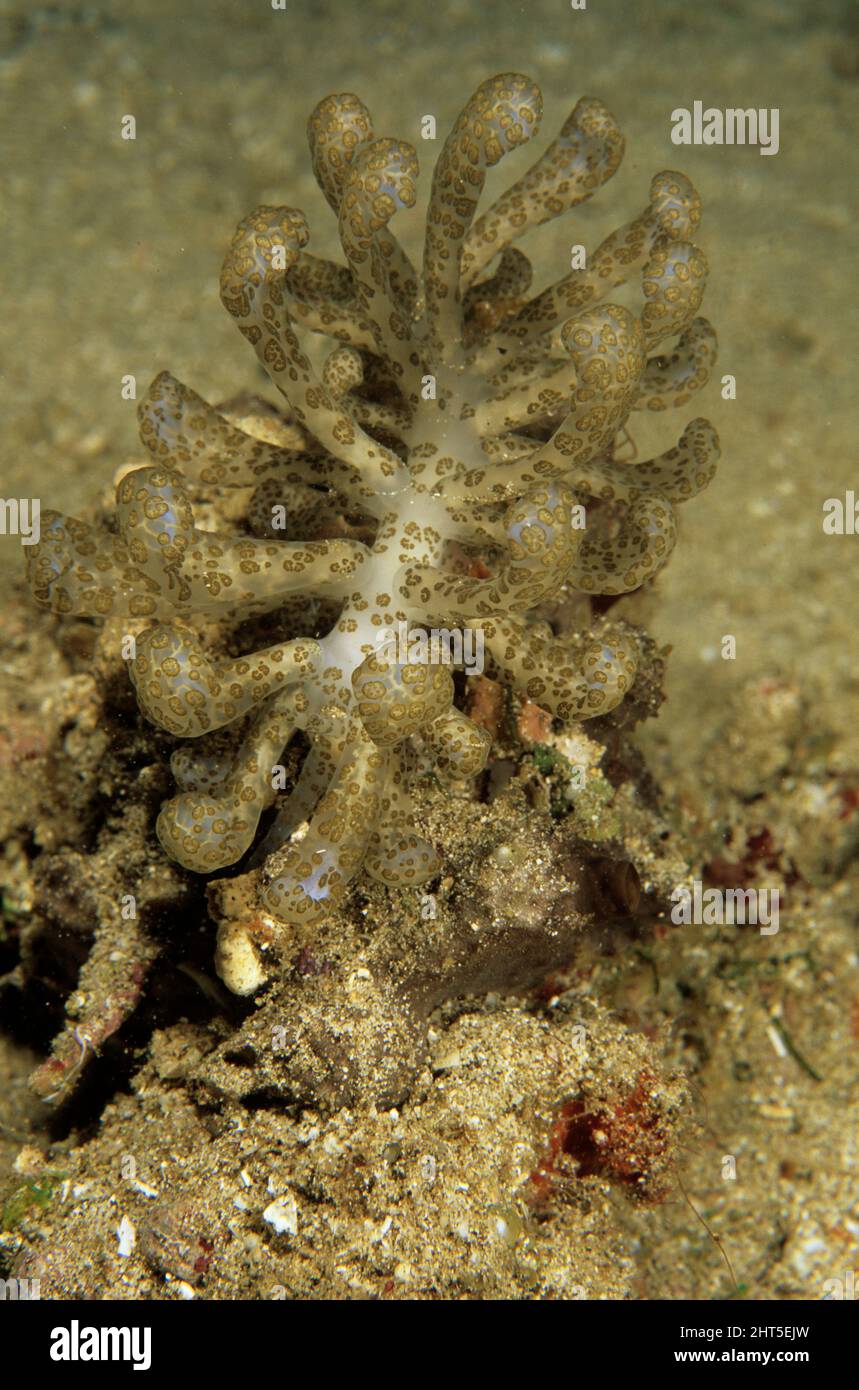 Solar-Nudibranch (Phyllodesmium longicirra), ca. 12 cm. Kann grüne Algen essen, ohne es vollständig zu verdauen, so dass der Zucker produzierende Chloroplauge Stockfoto