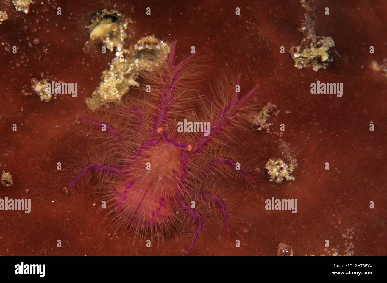 Rosafarbener, hockend Hummer (Lauriea siagiani), gefunden auf Barrel-Schwämmen. Ambon, Indonesien Stockfoto