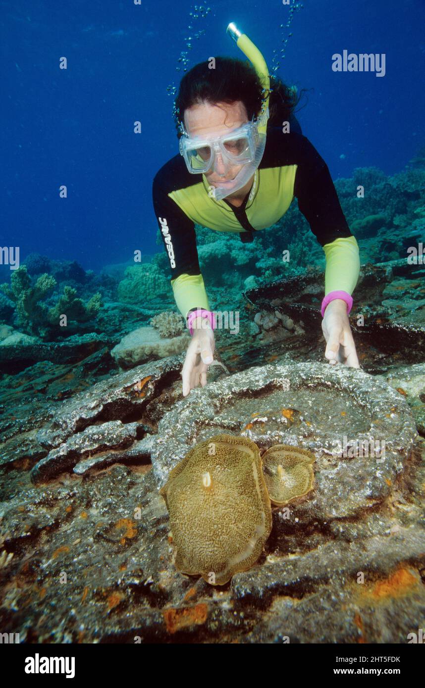 Corallimorph (Amplexidiscus fenestrafer), untersucht durch divr. Great Barrier Reef, Queensland, Australien Stockfoto