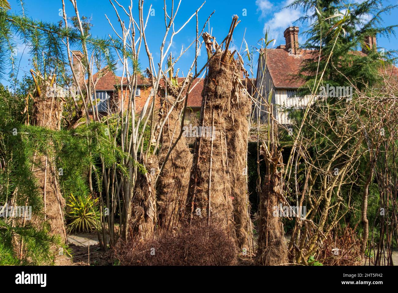 Tropische Pflanzen in Stroh gewickelt, um im Winter vor Kälte und Frost zu schützen, im exotischen Garten von Great Dixter Stockfoto