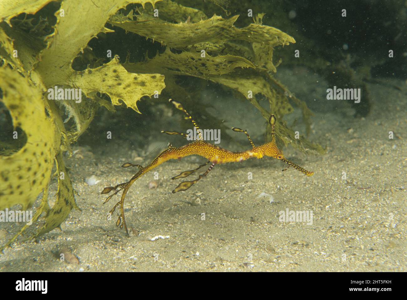 Seadragon (Phyllopteryx taeniolatus), juvenil, etwa sechs Monate alt. Stockfoto