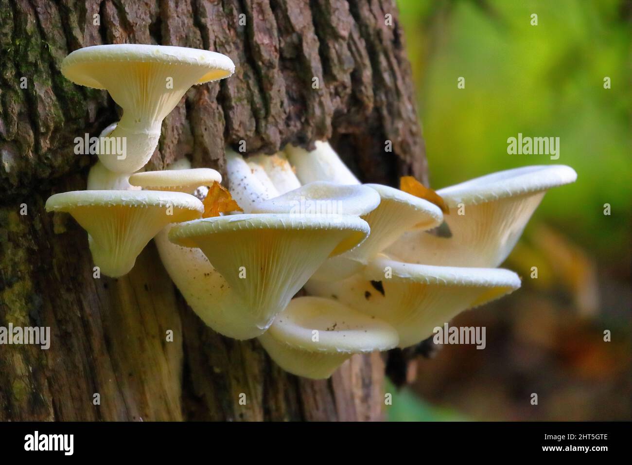 Nahaufnahme eines weißen Zunder-Pilzes auf einem Baumstamm Stockfoto