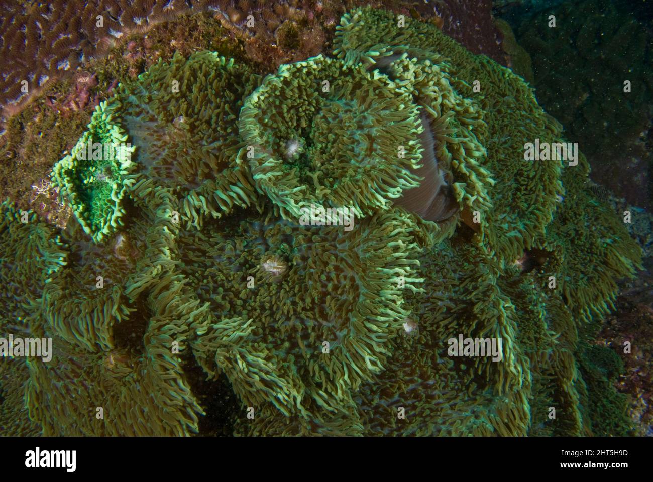 Corallimorpharian Rhodactis indosinensis Kolonie großer Corallimorphäre, mehr im Hintergrund oben rechts. Beachten Sie die Totzone oben links von Stockfoto