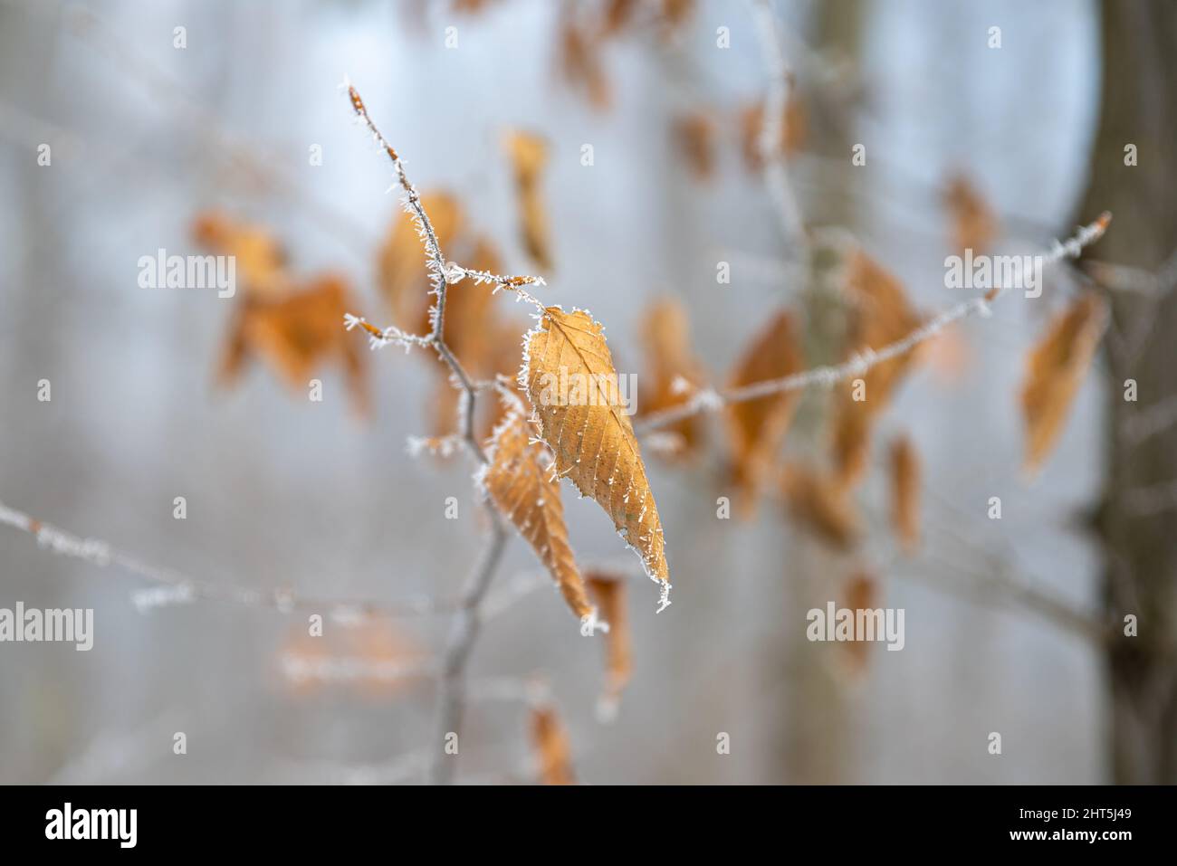 Eine Nahaufnahme von trockenen gefrorenen Blättern auf einem Ast. Stockfoto