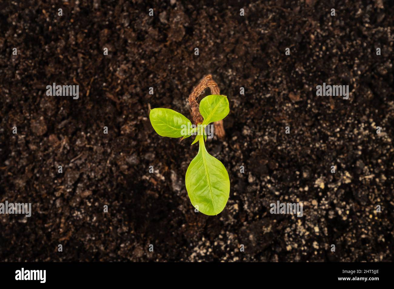 Pistazien-Keimung, Draufsicht auf eine junge grüne Pflanze aus der Nähe. Stockfoto