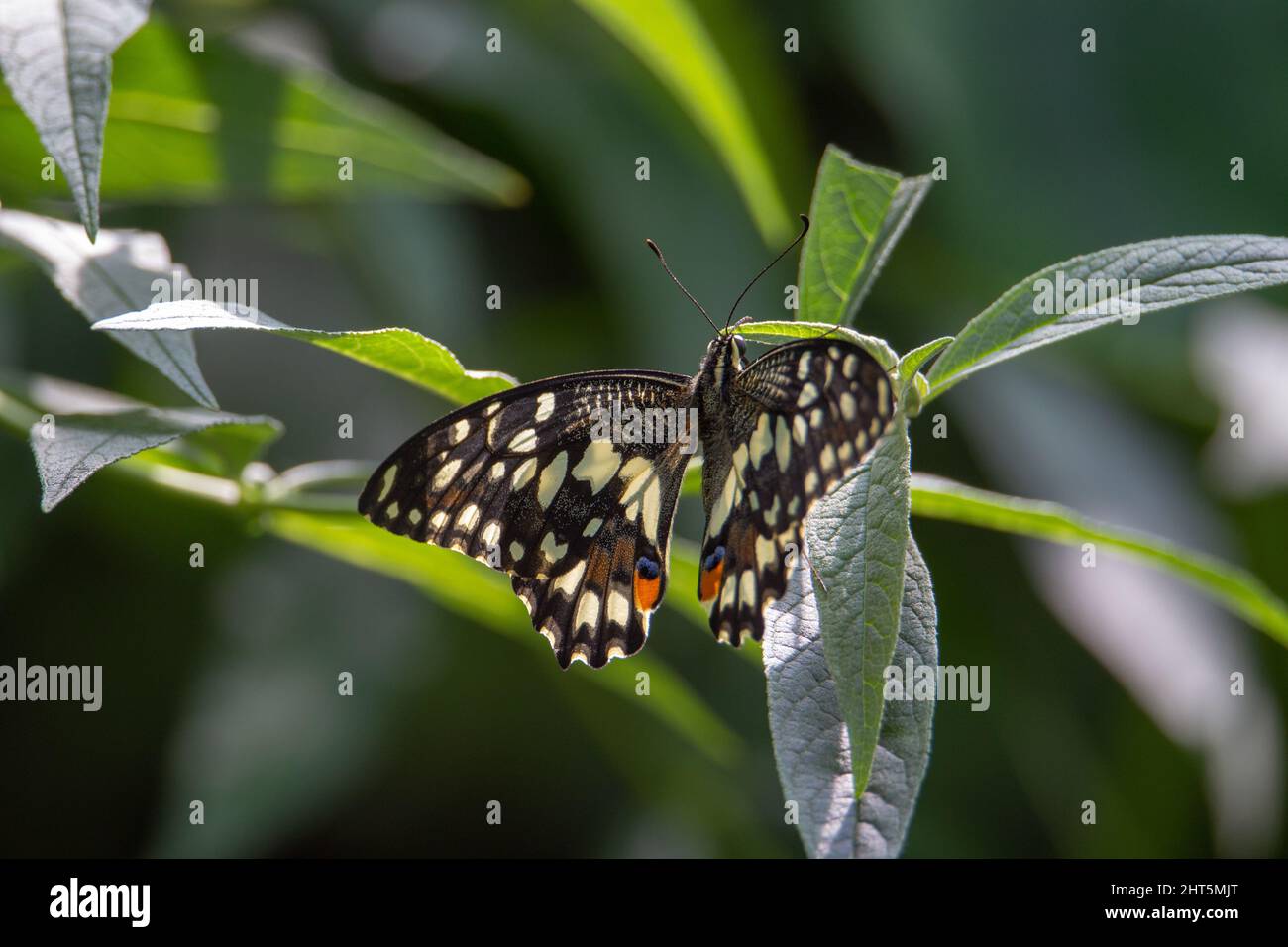 Ein hinterleuchteter Kalk-Schmetterling (Papilio demoleus malayanus), der auf einem grünen tropischen Blatt mit geöffneten Flügeln ruht Stockfoto