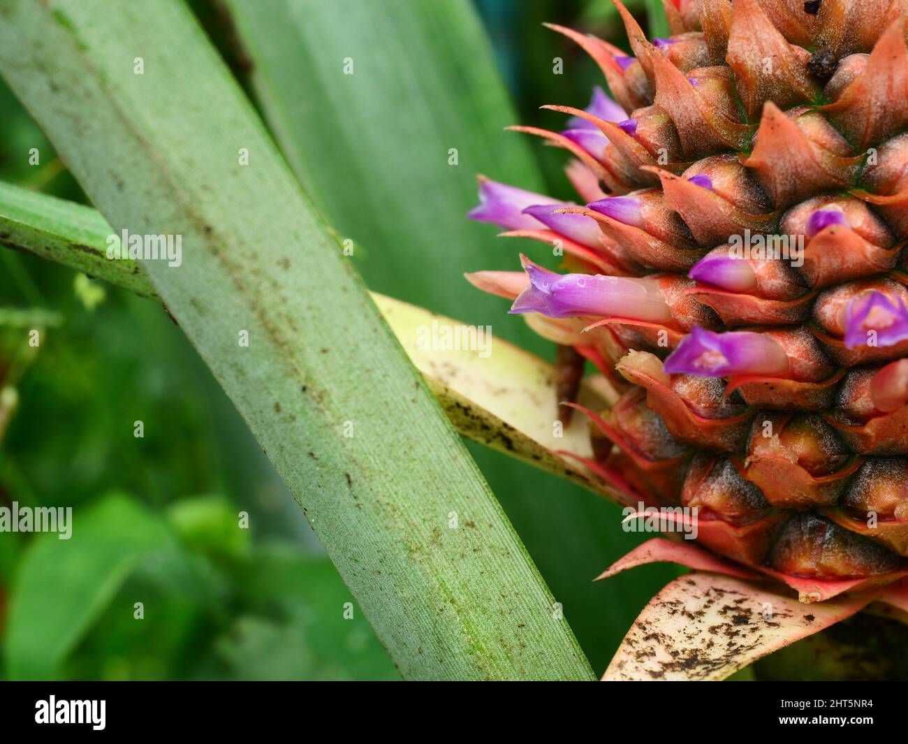 Ananasblüte mit grünen Blättern im Hintergrund, die violetten Blütenblätter der Blütenquelle auf der Frucht Stockfoto