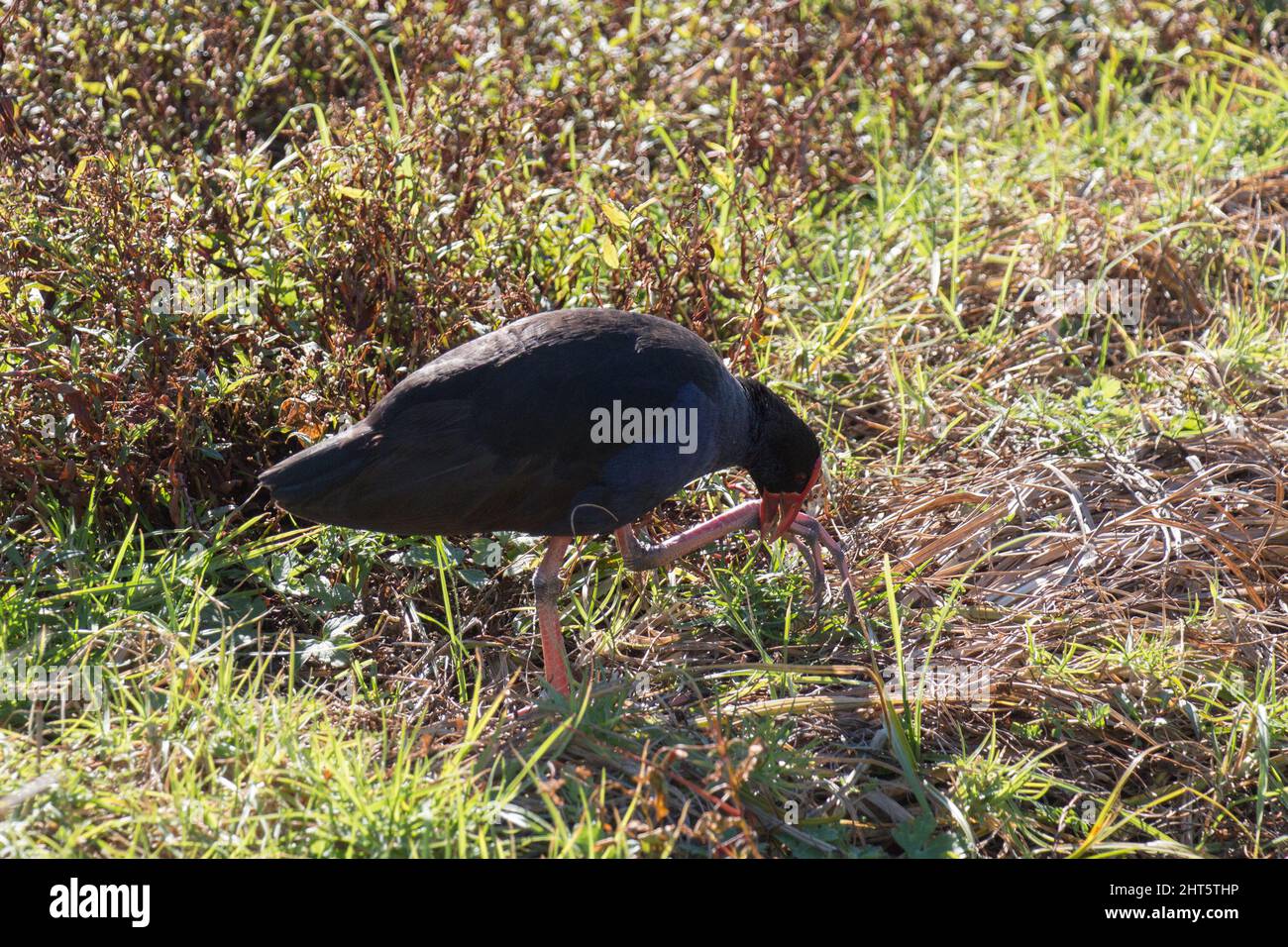 Der Blick auf den purpurnen Swamphen oder Pukeko, den einheimischen neuseeländischen Vogel auf grünem Gras. Stockfoto