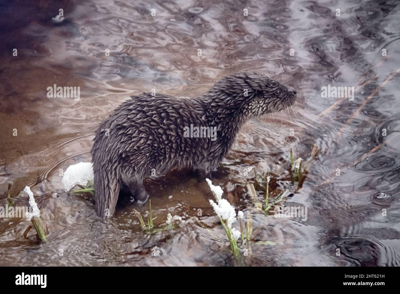 Junger Fischotter (Lufra vulgaris) am eiskalten nördlichen Fluss. Im Winter verlassen Otter das Territorium ihres Vaters (Alter 5-6 Monate). Das Tier befindet sich in einem Zustand der Verderbung Stockfoto
