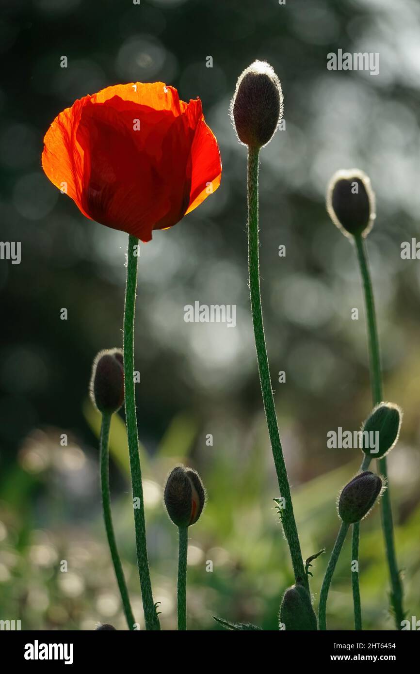 Knospen einer blühenden und ungeöffneten roten Mohnblume auf einem verschwommenen Hintergrund - Nahaufnahme Stockfoto