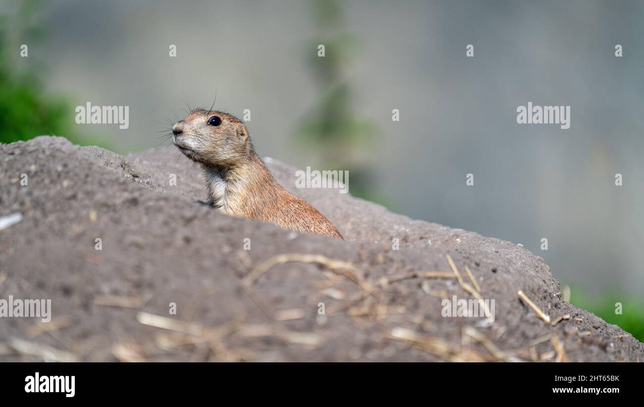 Nahaufnahme der Erdmännchen auf dem Stein im Blijdorp Rotterdam Zoo Stockfoto