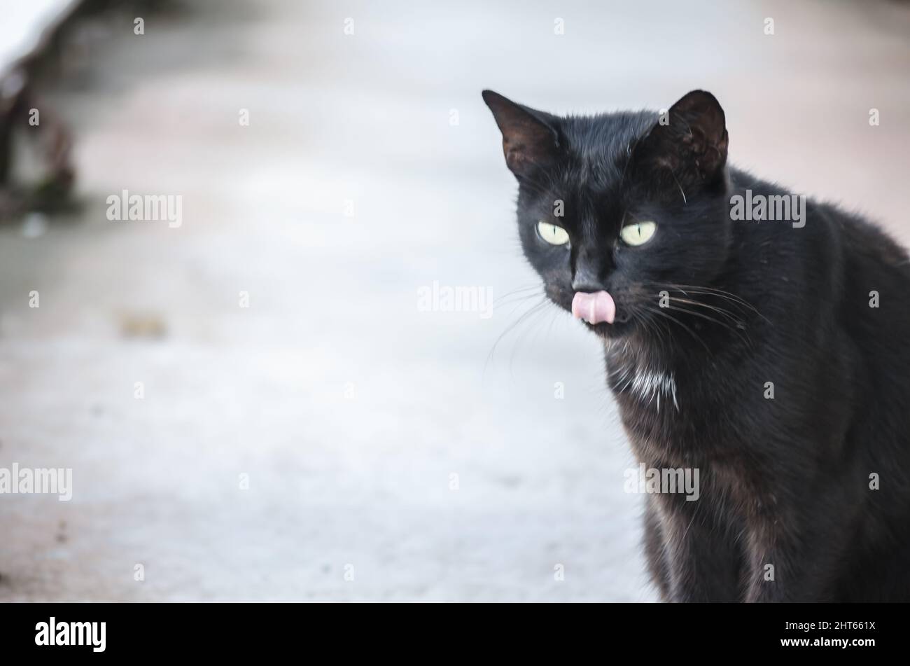 Porträt einer schwarzen Katze auf dem Wrack eines alten ausrangierten Tankers. Stockfoto