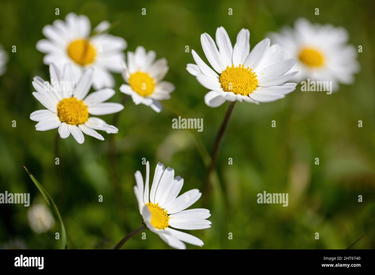 Gänseblümchen-Wildblume. Weiß gelbe Blüte Nahaufnahme, verschwommen grünen Rasen Hintergrund, Frühling Saison, Natur blühen Stockfoto