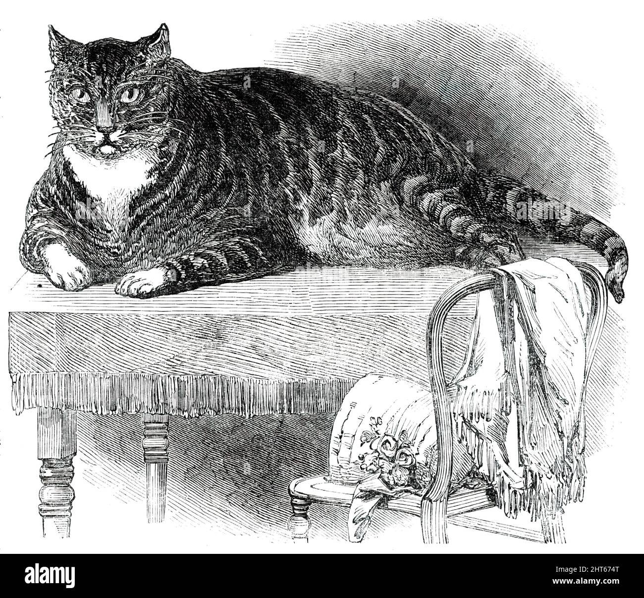 Große Katze, 1850. 'Dieses edle Exemplar der Katze wird in der Oxford-Straße Nr. 175 [London] domestiziert. Er ist ein schön markierter Tabby und sehr fügsam, obwohl seine ungewöhnlich große Größe dem Betrachter auf den ersten Blick einen gegenteiligen Eindruck vermittelt. Er wiegt 25&#xbe;lb.; und misst 27 Zoll um den Körper, und 36&#xbd; Zoll von der Spitze des Schwanzes bis zum Ende der Nase; Höhe, 11&#xbd; Zoll an der Oberseite der Schultern. Die Katze hat in den letzten zwei Jahren 7 Pfund zugenommen; sie isst nicht so viel wie eine gewöhnliche Katze, ist extrem aktiv und scheint selten angefressen zu sein Stockfoto