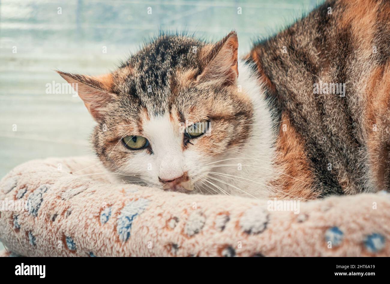 Porträt einer einsamen traurigen verlassenen streunenden Katze im Tierheim. Katze wartet auf ein Zuhause für immer. Rettungskonzept für Tiere Stockfoto