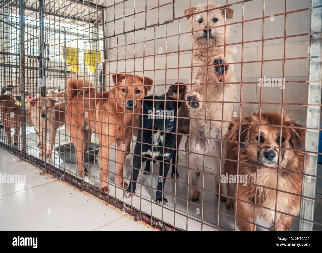 Porträt eines einsamen traurigen verlassenen streunenden Hundes hinter dem Zaun im Tierheim. Freunde der besten Menschen warten auf ein Zuhause für immer. Rettungskonzept für Tiere Stockfoto