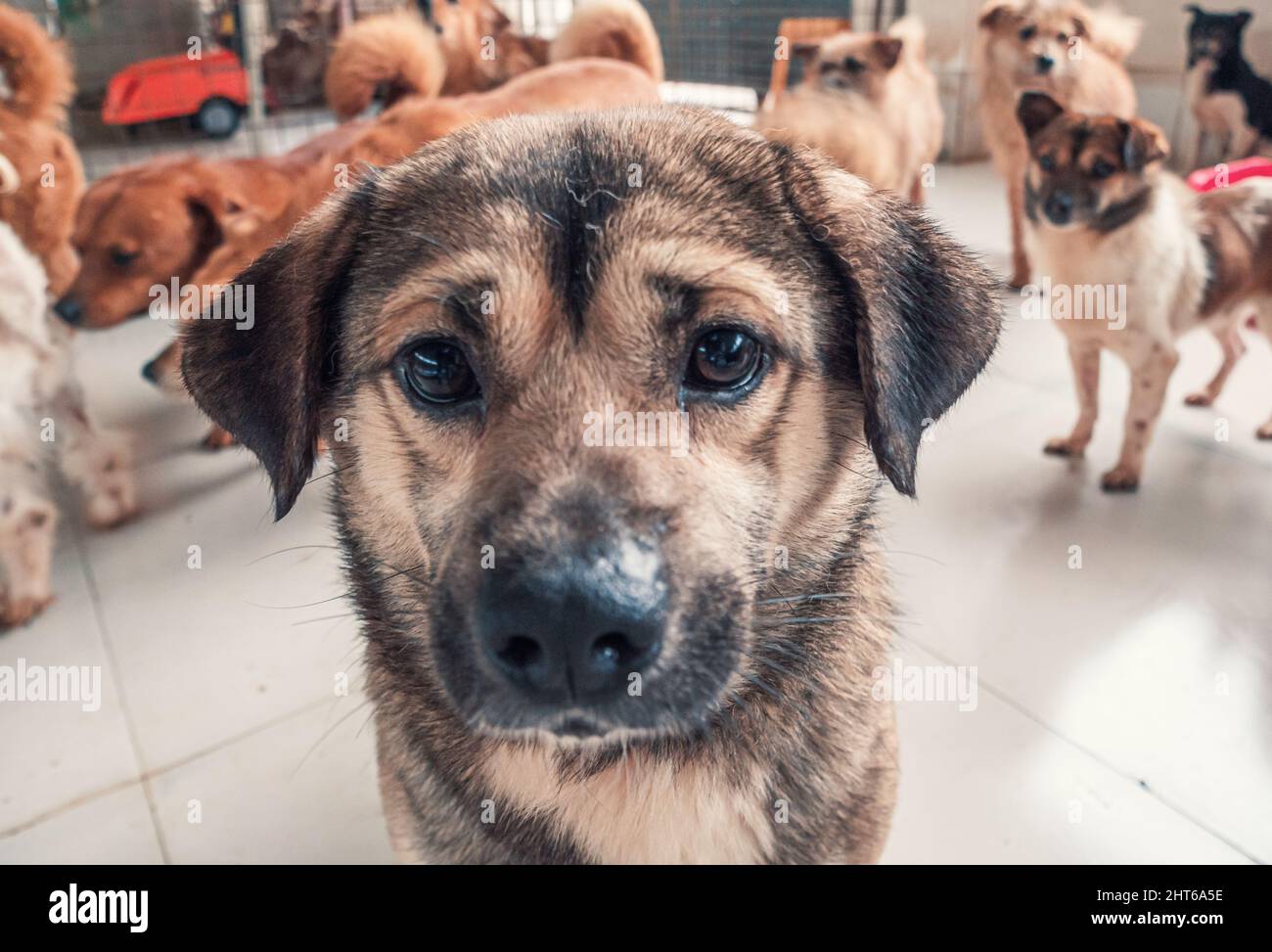 Porträt eines einsamen traurigen verlassenen streunenden Hundes im Tierheim. Der Freund des besten Menschen wartet auf ein Zuhause für immer. Rettungskonzept für Tiere Stockfoto