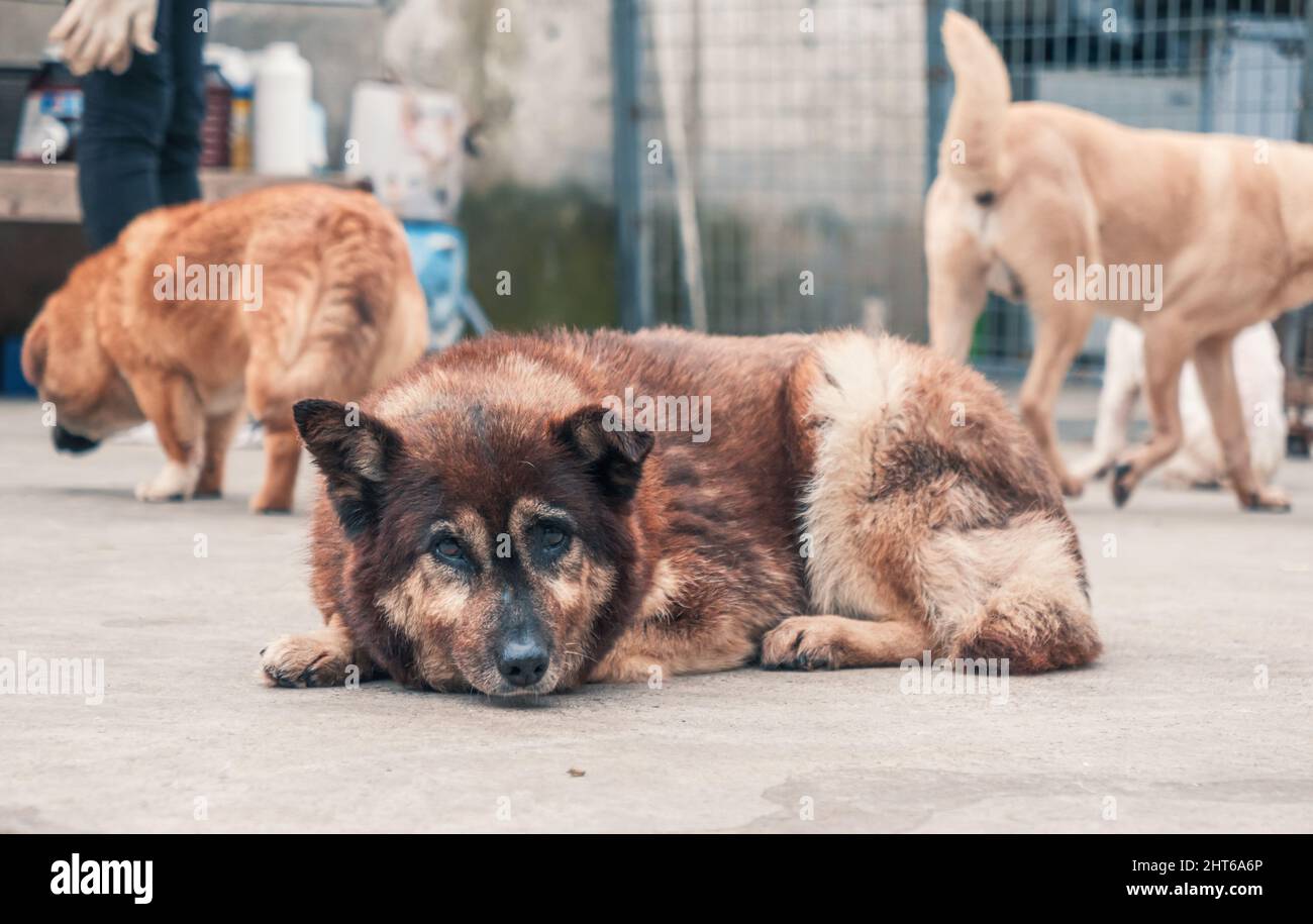 Einsamer trauriger verlassene streunende Hund, der auf dem Boden im Tierheim liegt. Der Freund des besten Menschen wartet auf ein Zuhause für immer. Rettungskonzept für Tiere Stockfoto
