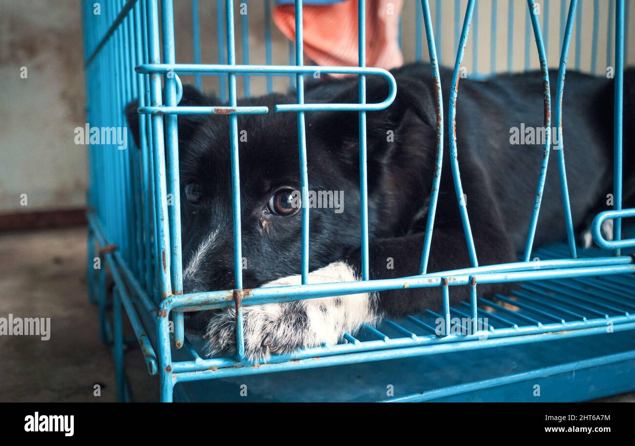 Porträt eines einsamen traurigen verlassenen streunenden Hundes im Käfig im Tierheim. Der Freund des besten Menschen wartet auf ein Zuhause für immer. Rettungskonzept für Tiere Stockfoto