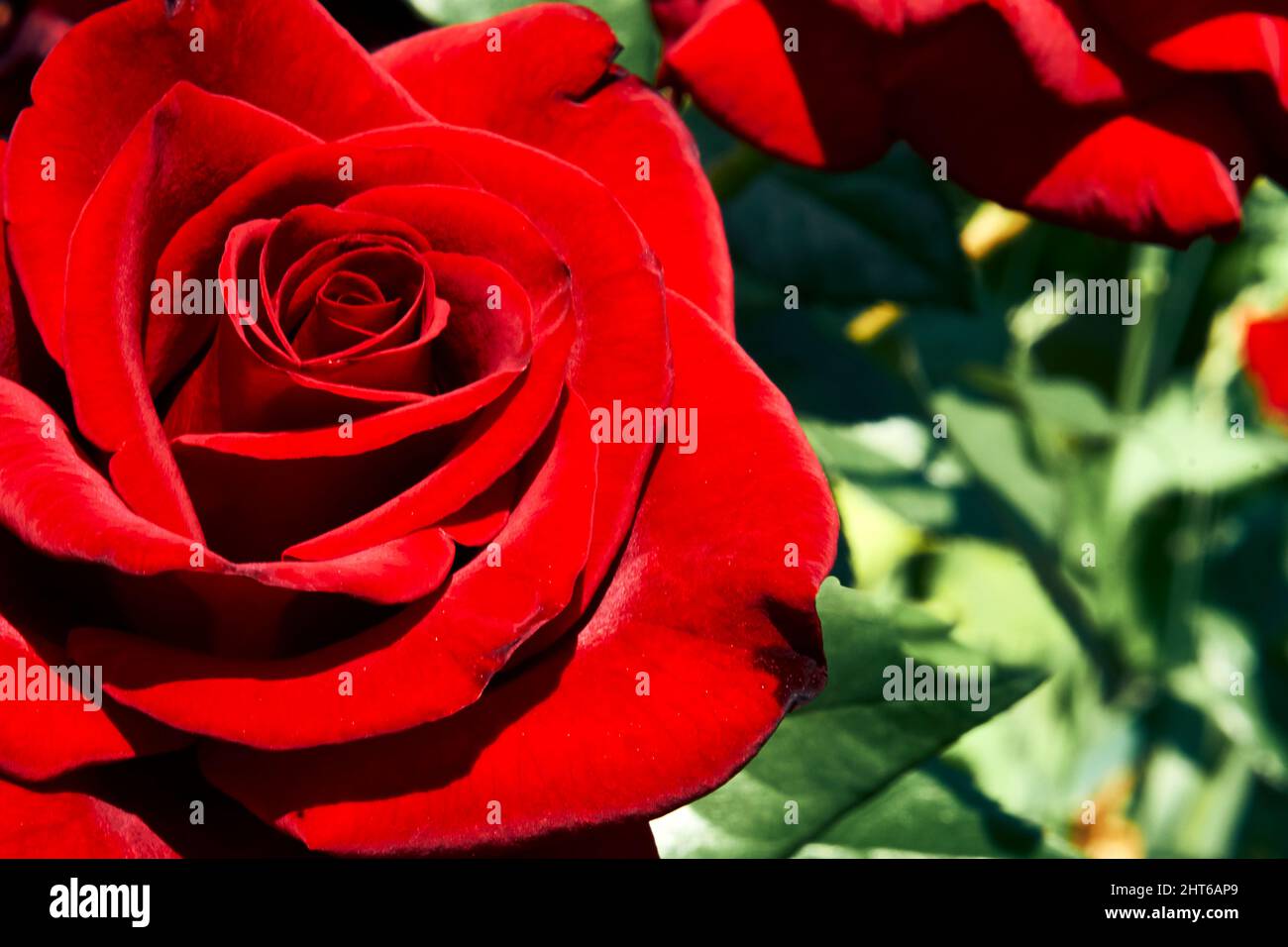 Rote Rose der Familie der schwarzen Magie an einem warmen sonnigen Tag Stockfoto