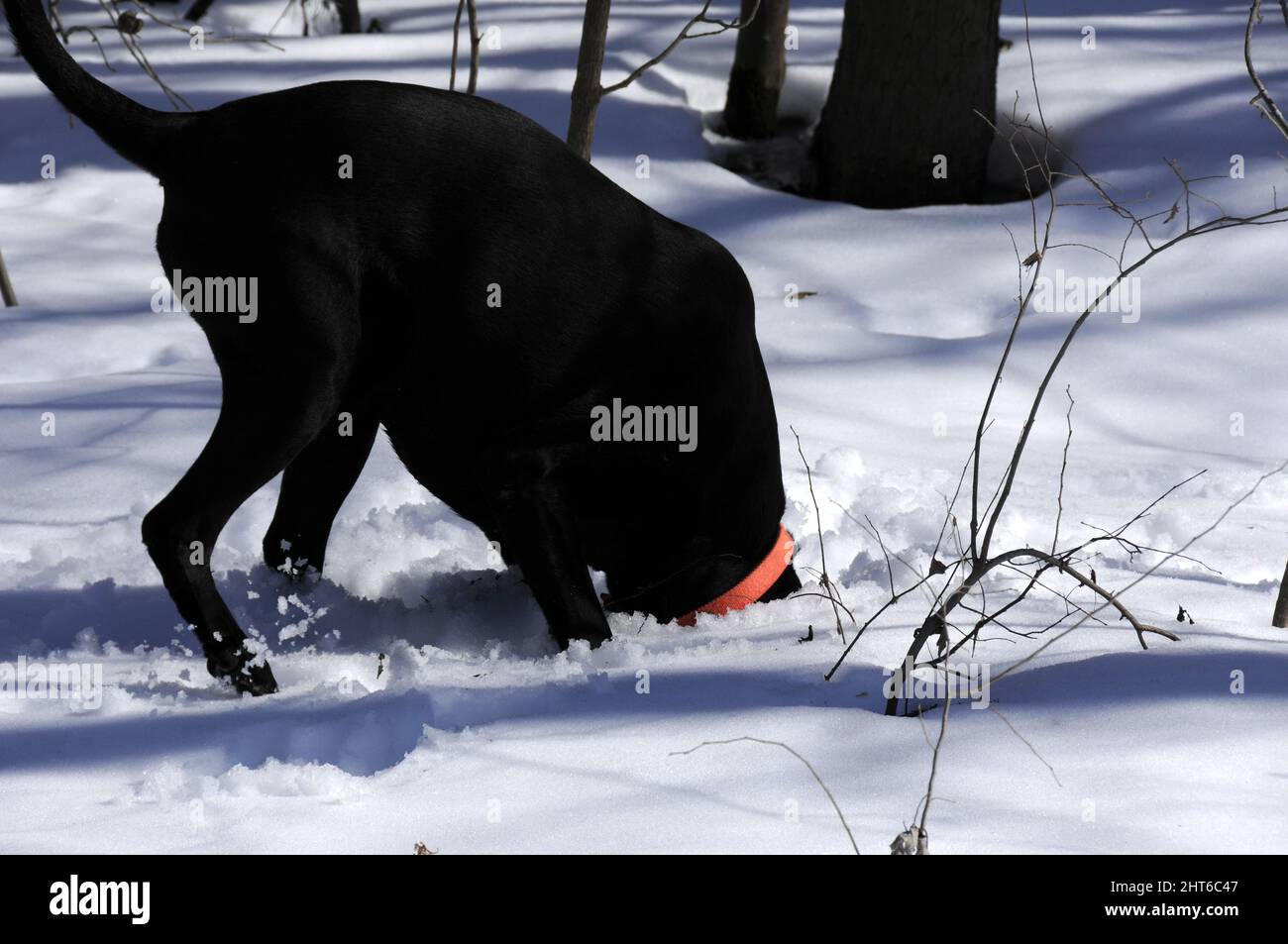 Schwarzer Hund, dessen Kopf im Schnee vergraben ist, als er nach Maulwürfen sucht Stockfoto