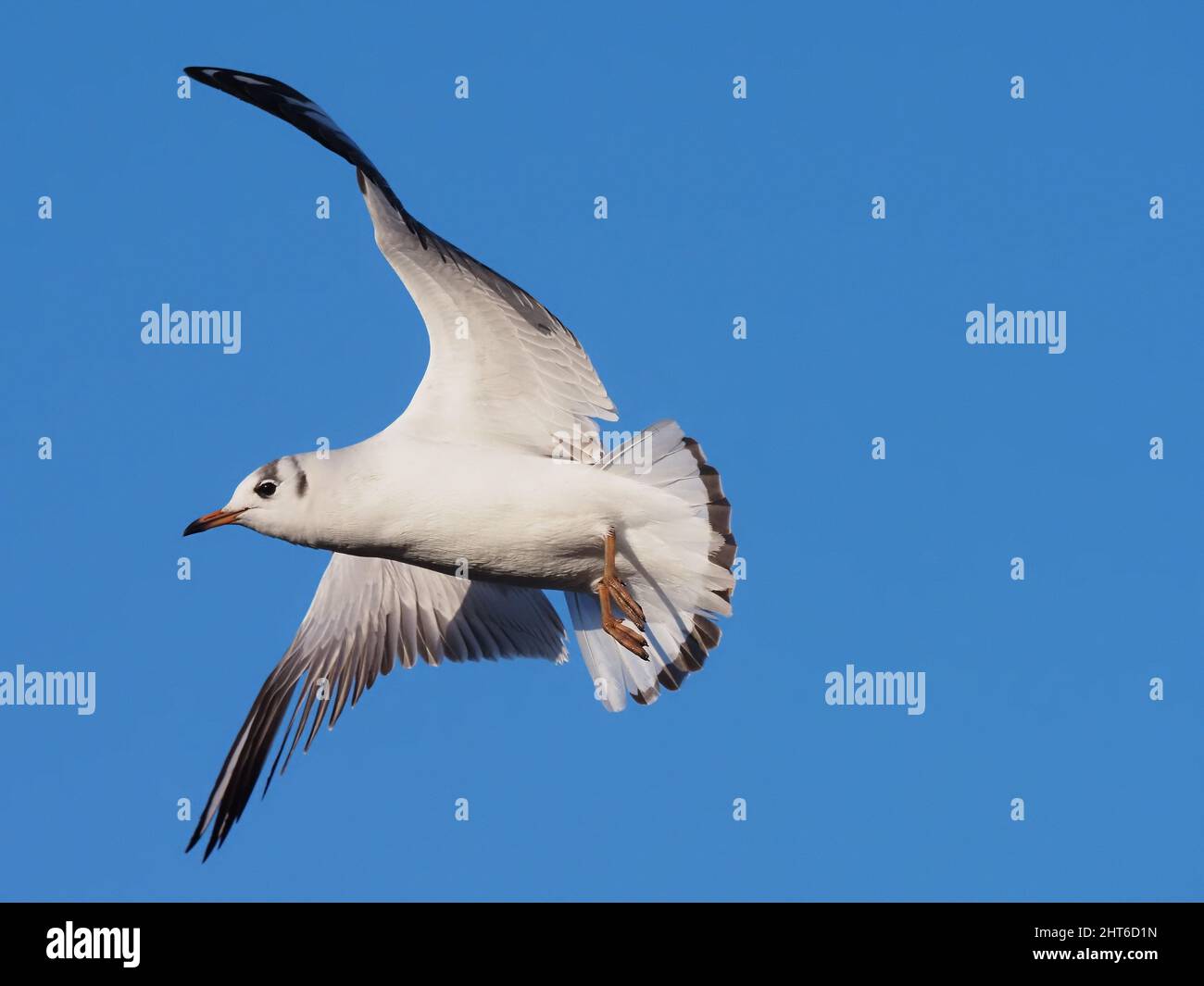 Wintergefiederte Schwarzkopfmöwe füttert an einem überfluteten Teich in der Nähe von Warrington. Stockfoto