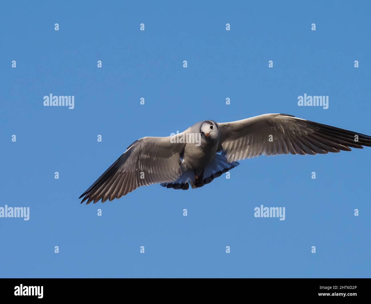 Wintergefiederte Schwarzkopfmöwe füttert an einem überfluteten Teich in der Nähe von Warrington. Stockfoto